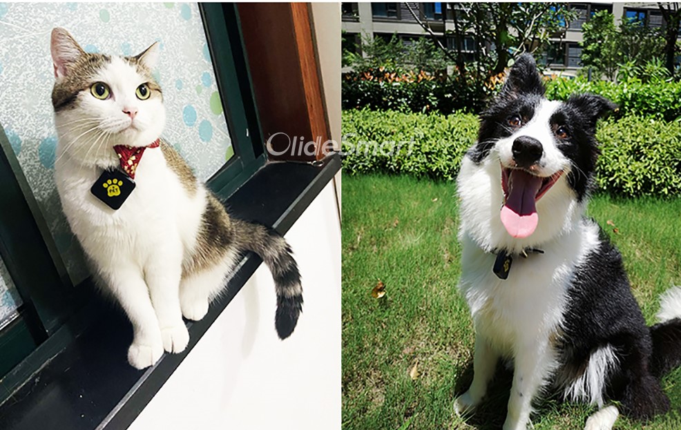 Olide RFID Pet Tag Sensor and Receiver Work with Automatic Door